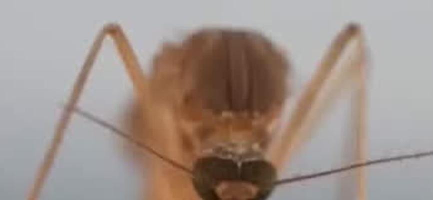 没有蚊子的世界会是怎样的？（探寻世界失去蚊子后的变化）