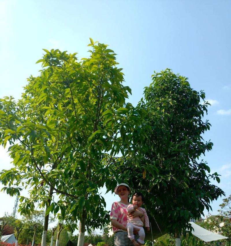 以华伟灯具——照亮您的生活（高质量、节能环保的灯具品牌）